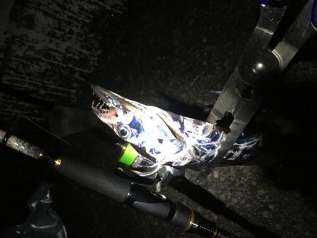 タチウオは好調